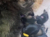F1 Toy Schnoodles