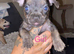 Dachshund x frenchie x westie puppies for sale