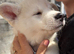 Beautiful Male Siberian Husky - 1 Beautiful Husky puppy ready to loving home.