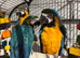 STUNNING blue and gold macaw baby&rsquo;s