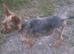Yorkshire terrier puppies