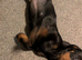 Puppy dachshund