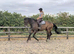 Kind hearted BFG Thoroughbred... Yes he's 18hh!!