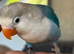 Love bird semi tame