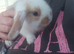 Mini lop baby