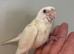 Baby Cockateils