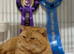 *Beautiful BSH Litter GCCF Reg*Parents DNA Tested *