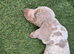 Miniature dachshund puppies