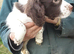 Cocker spaniel puppies