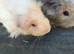 Sheltie cream agouti 8 week old boar.sheltie cream boar