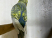 3 nice pair budgies for sale