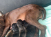 Patterdale terrier pups