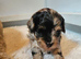 Beautiful Blue Merle Maltipoos