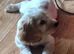Lemon roan working cocker dog pup