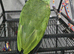 Double yellow headed amazon 6yrs old OFFER