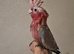 Two Babe Galah Cockatoo