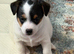 Jack Russell pupies
