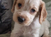 Kc cocker spaniel puppies