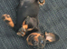 Dachshund puppies