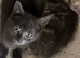 3 female mixed shorthair and Tabby.