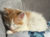 Ginger and white kitten