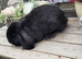 French Lop Buck