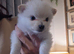 Beautiful Pomeranian Puppies