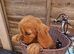 Cavalier King Charles Spaniel!