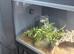 Bearded dragon female
