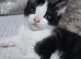 White/black male fluffy kitten