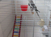 Bird and cage.