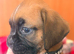 Beautiful bouncy boxer babies