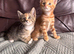 Beautiful kittens