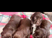 Cocker spaniel pups