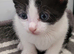 Beautiful kittens