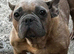 The sweetest gentlest girl ever. Rescued from abuse looking for 10* home!