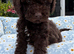 Beautiful Cavapoochon puppies ready now