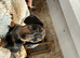 Miniature Dachshund