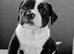 Handsome Billy! British Bulldog x Springer Spaniel!