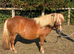 Registered 41&rdquo; Standard 3yr old Shetland Filly