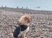 Wanted Pomeranian - please read
