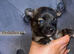 Adorable Jack Russell Mix Puppies – Ready to Find Their Forever Homes!