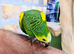 Baby Hand reared Blue fronted amazon available.21