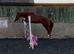 Talented Irish filly
