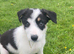 Sheepdog puppies