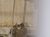 Lovely birds