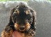 Miniature Dachshund puppy’s