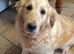 Golden Retriever puppies