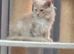 Maine coon male kitten