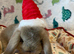 Mini lop buck